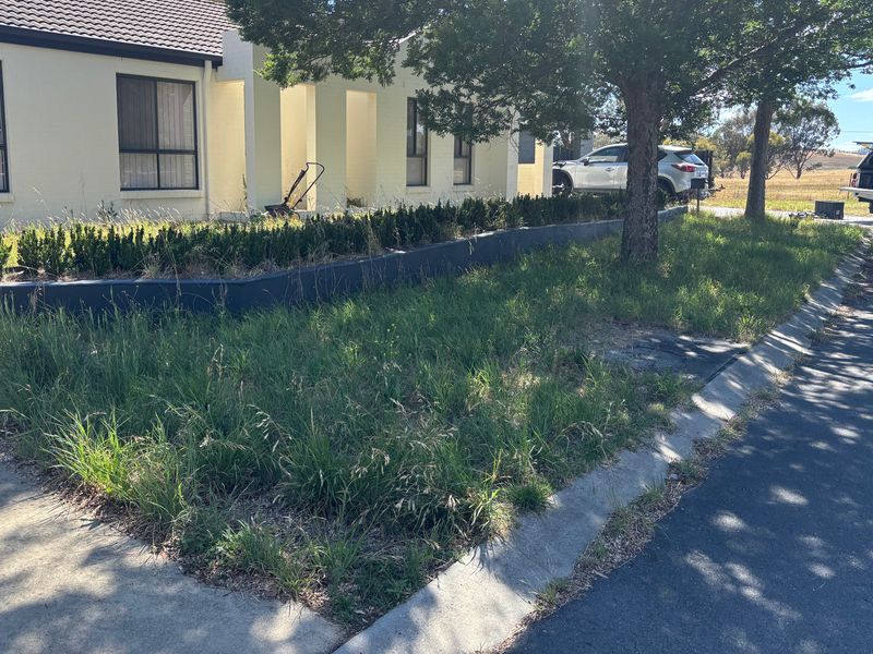Front yard before: long grass and weeds across the lawn
