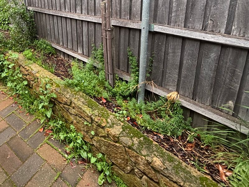 Side path before: weeds growing over the stone retaining wall and through the garden bed